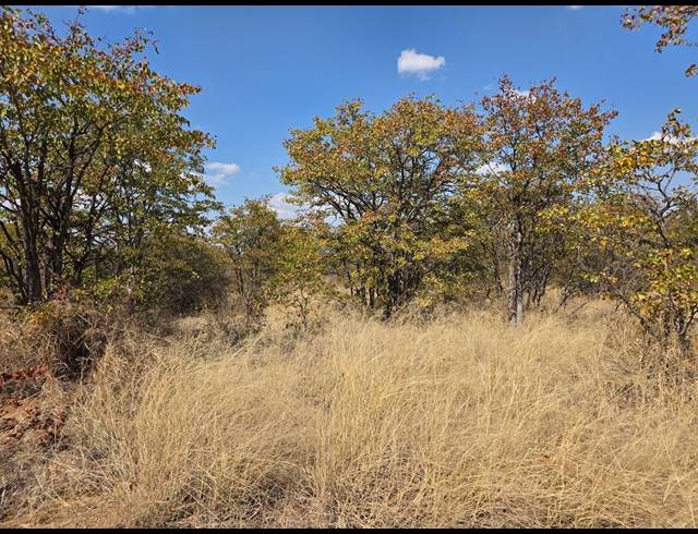 43HA FARM FOR SALE IN MOPANE